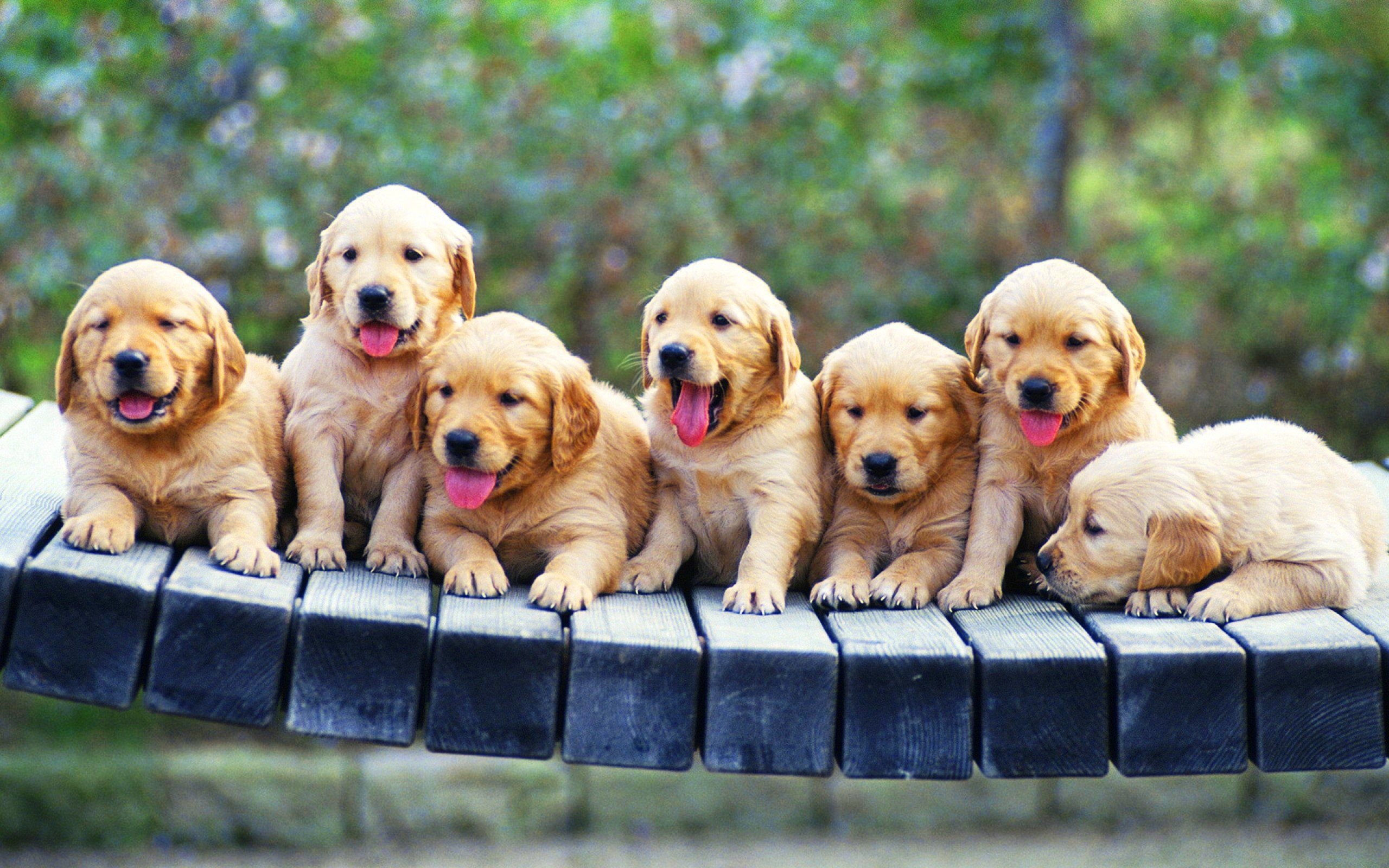 2560x1600 golden retreviers. Seven Golden Retriever Puppies. Dogs golden, Desktop