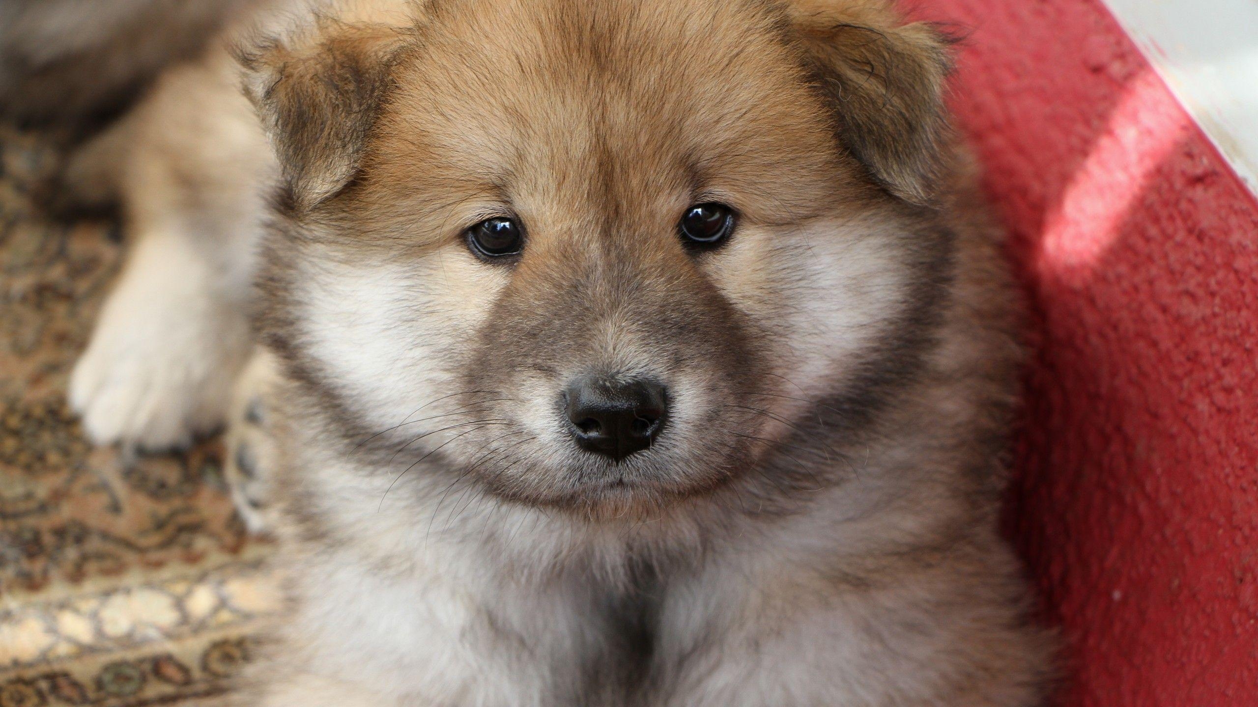 2560x1440 Download  Fluffy, Puppy, Dog, Cute, Muzzle Wallpaper, Desktop