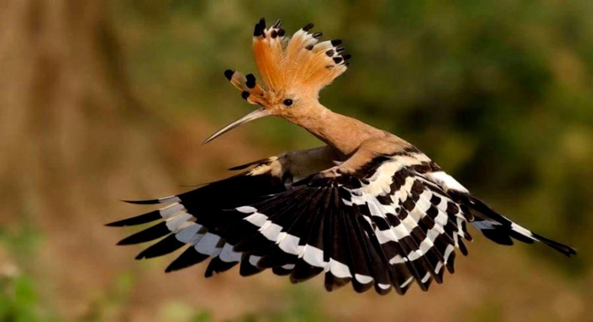 1210x660 The Hoopoe HD Wallpaper, Desktop