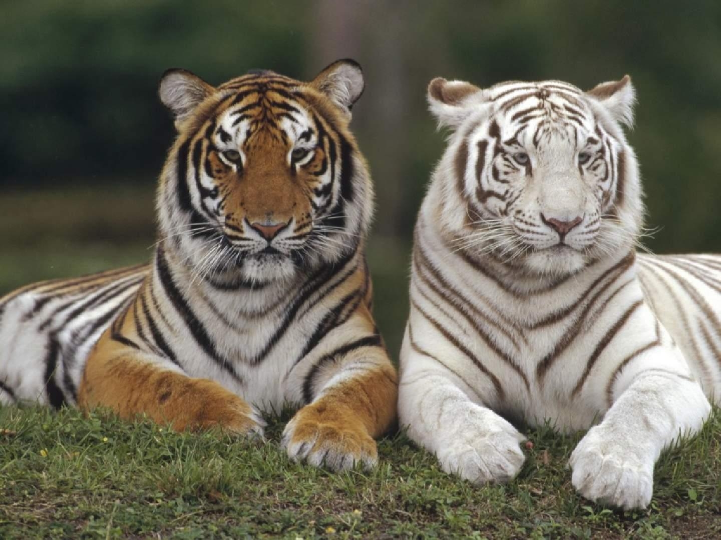 1440x1080 White albino Bengal tiger and normal orange colored Bengal tiger, Desktop