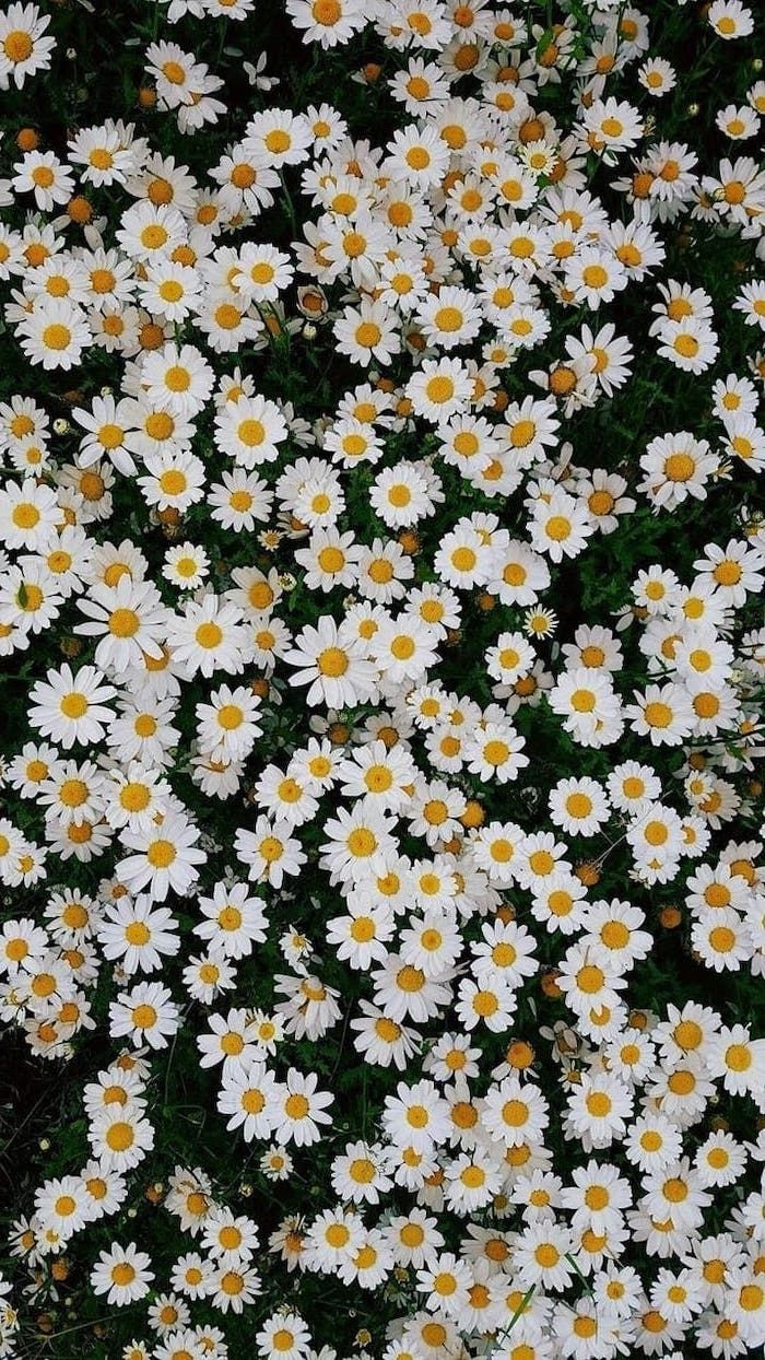 700x1250 spring desktop wallpaper, lots of small white daisies, floral phone wallpaper. Spring desktop wallpaper, Spring wallpaper, Phone wallpaper, Phone