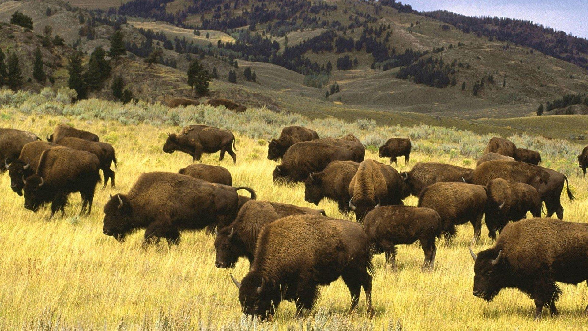 1920x1080 Buffalo wallpaper  Full HD (1080p) desktop background, Desktop