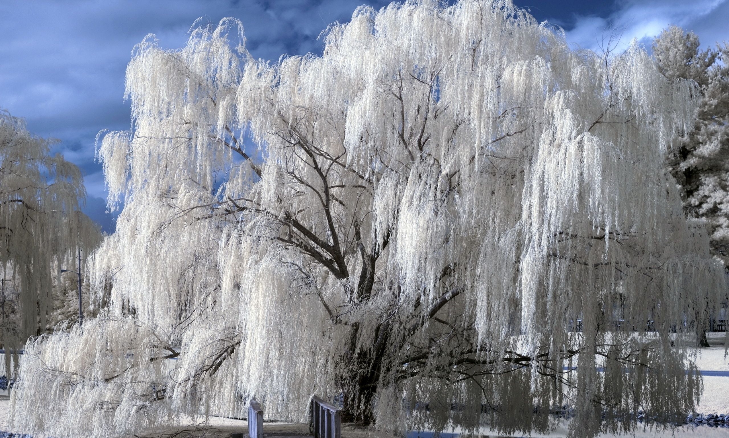 2560x1540 Weeping Willow. Beauty wallpaper, Weeping willow, Tree nature wallpaper, Desktop