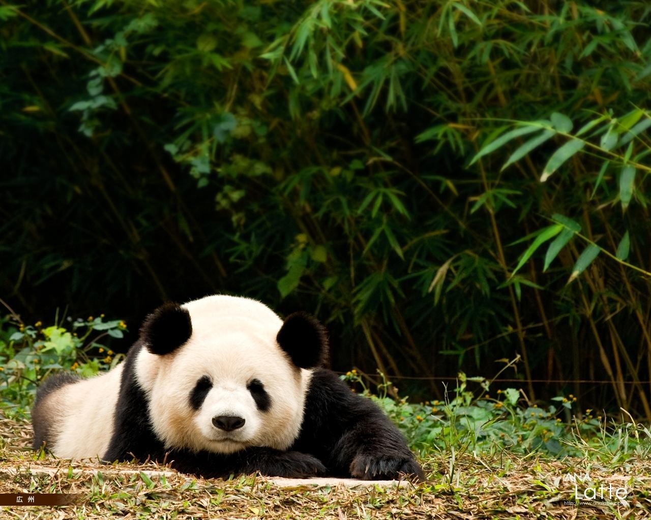 1280x1030 Desktop Wallpaper Giant panda Bears animal, Desktop