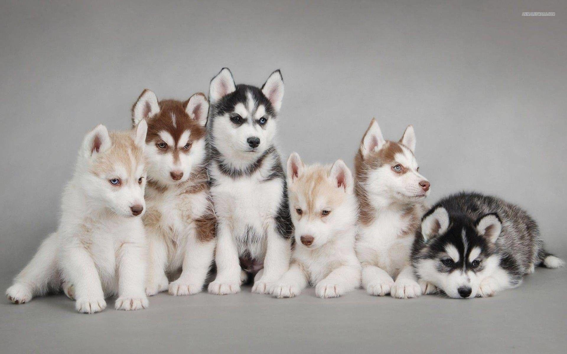 1920x1200 Cute Dogs and Puppies Wallpaper, Desktop