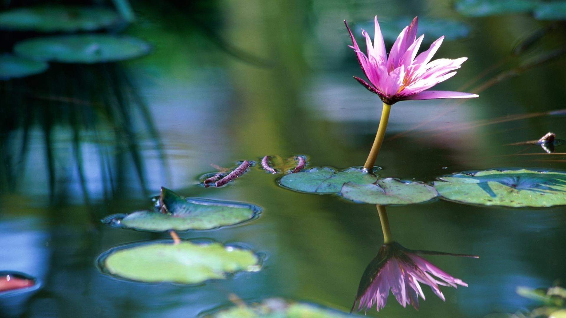 1920x1080 Water flowers lily pads lotus flower wallpaper, Desktop