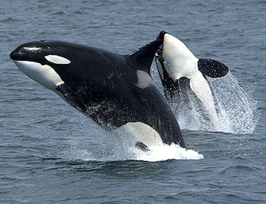 1030x790 Orca background wallpaper, Desktop