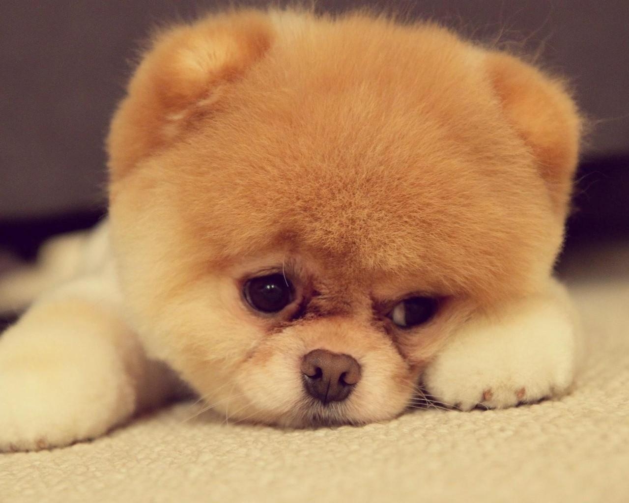 1280x1030 Computer Chow Chow Wallpaper, Desktop Background px Id, Desktop