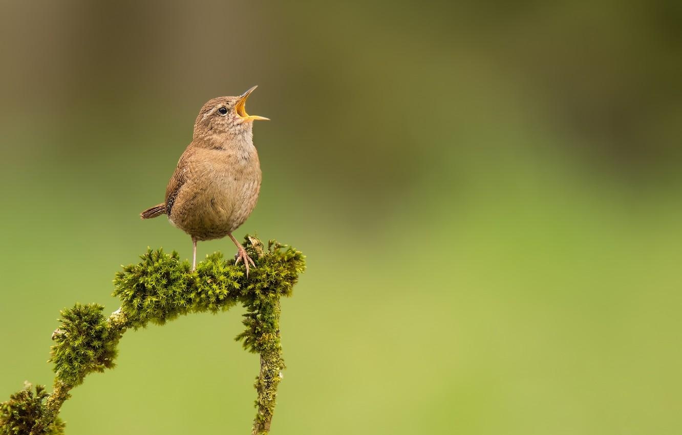 1340x850 Wallpaper bird, moss, branch, bird, Wren image for desktop, Desktop