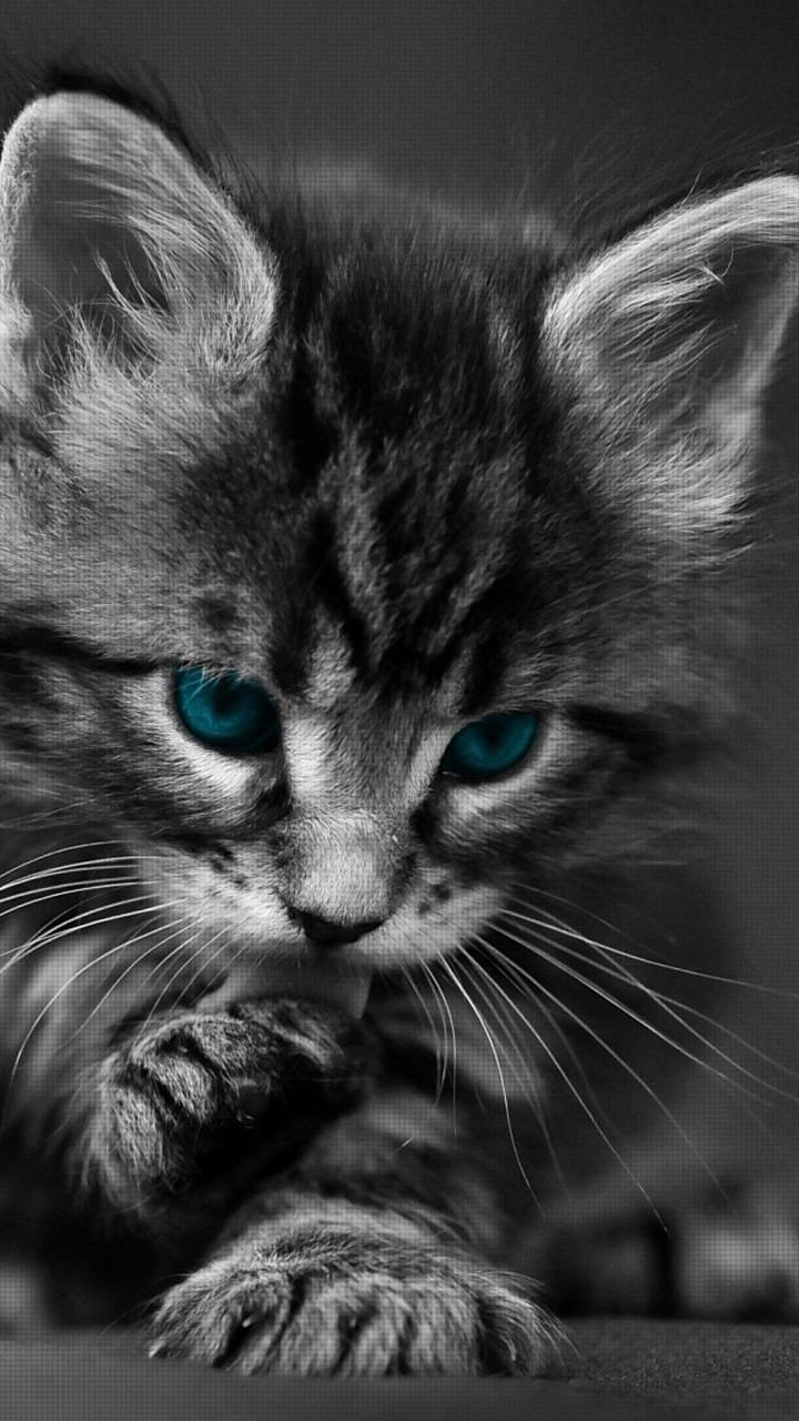 720x1280 Cat Phone Wallpaper Free Cat Phone Background, Phone