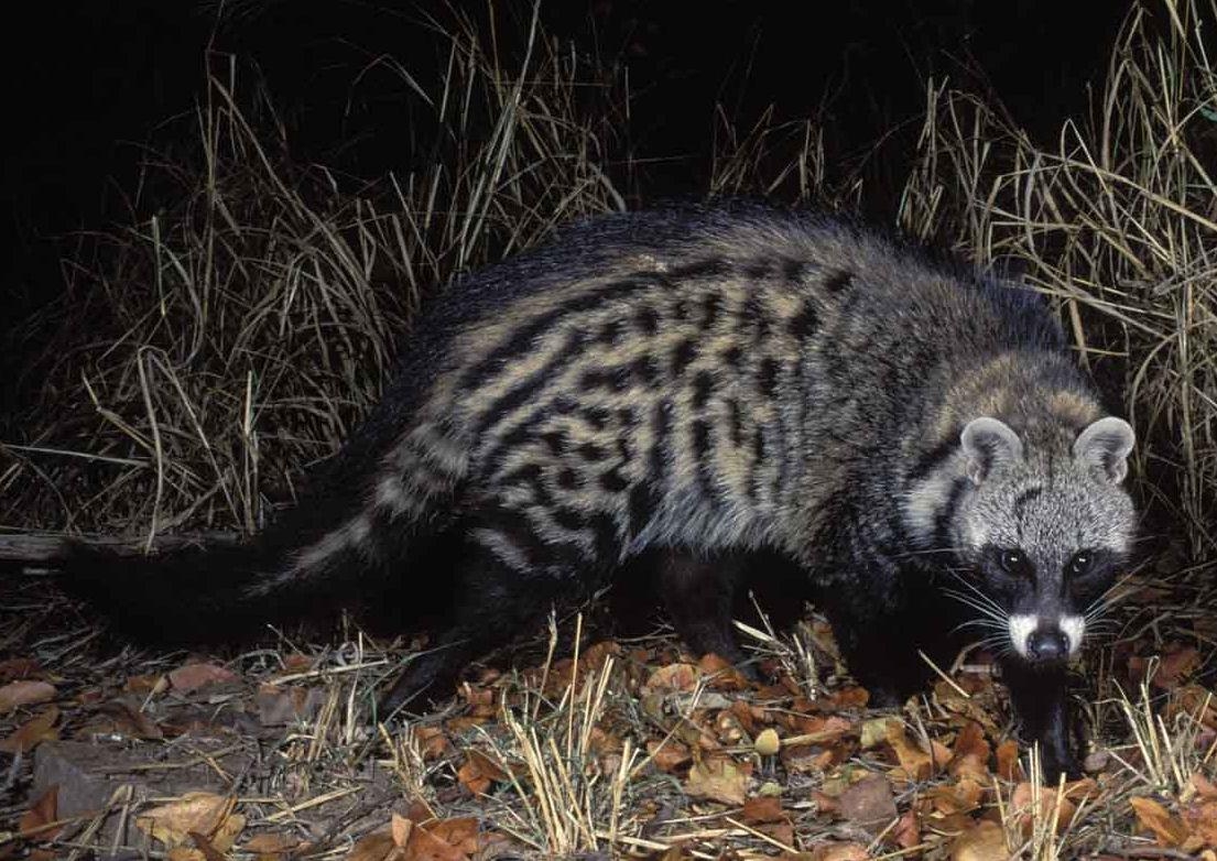 1110x790 African Civet Cat Wallpaper High Quality, Desktop