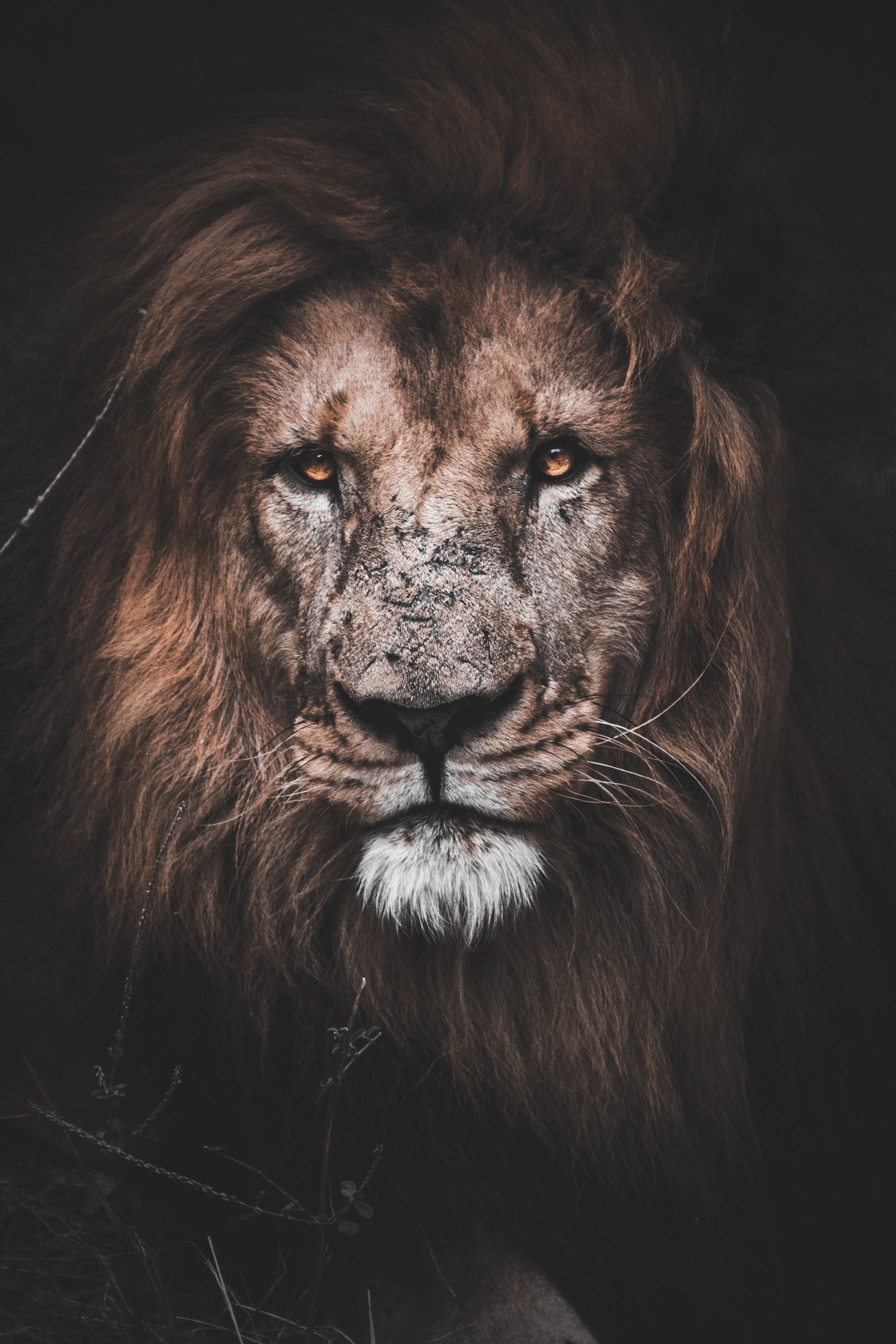 1990x2980 Lion Wallpaper: Free HD Download [HQ], Phone