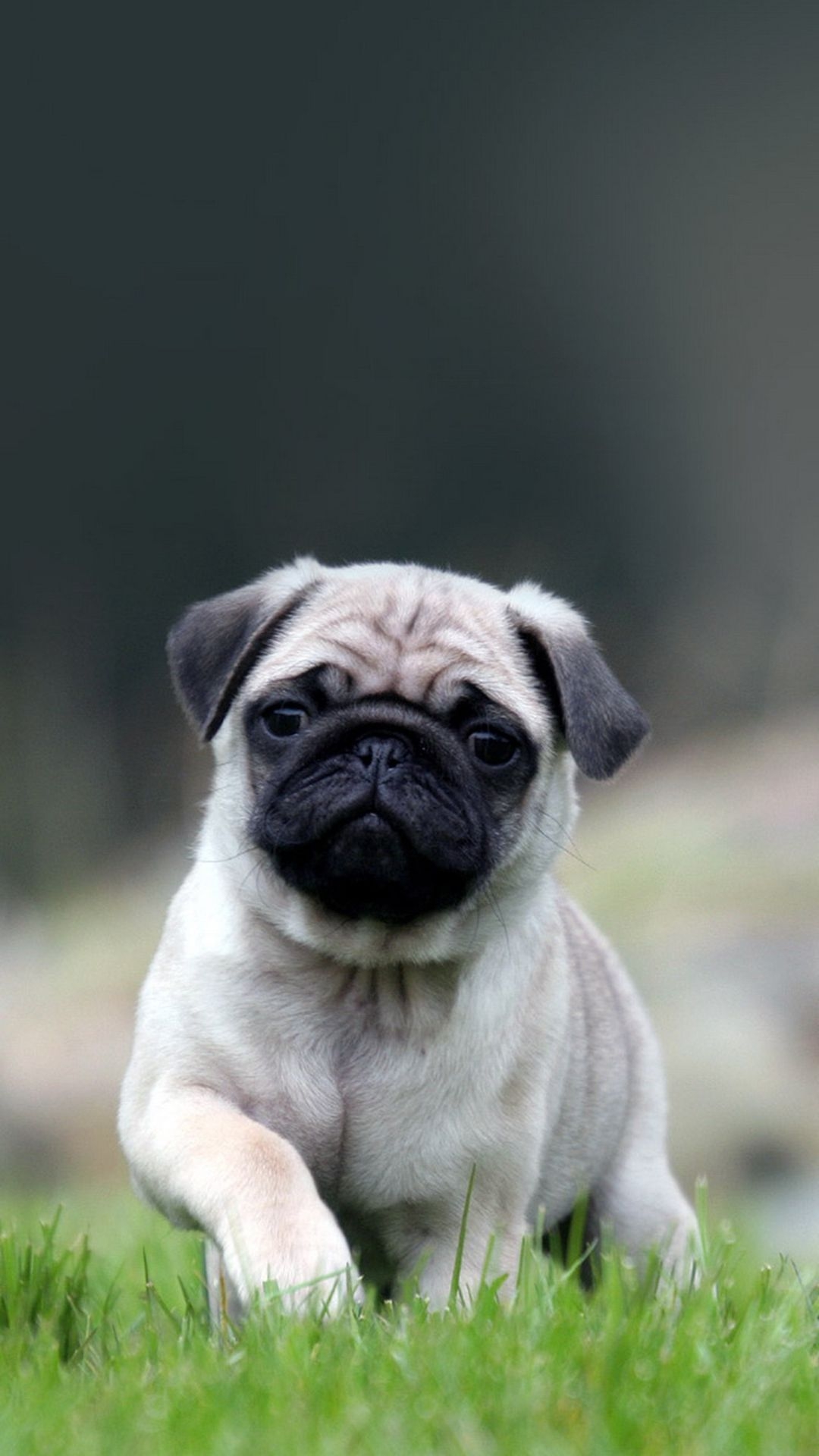 1080x1920 Pug Puppy Wallpaper iPhone HD Wallpaper, Phone