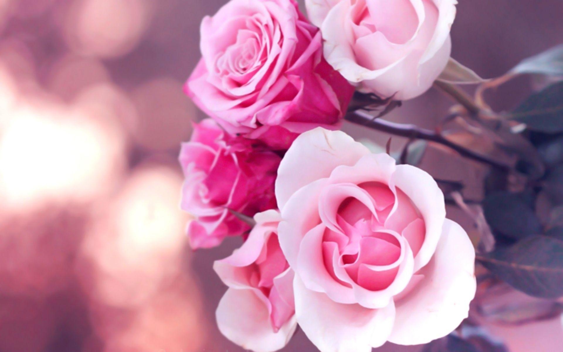 1920x1200 Beautiful Pink Roses Wallpaper 23382  px, Desktop