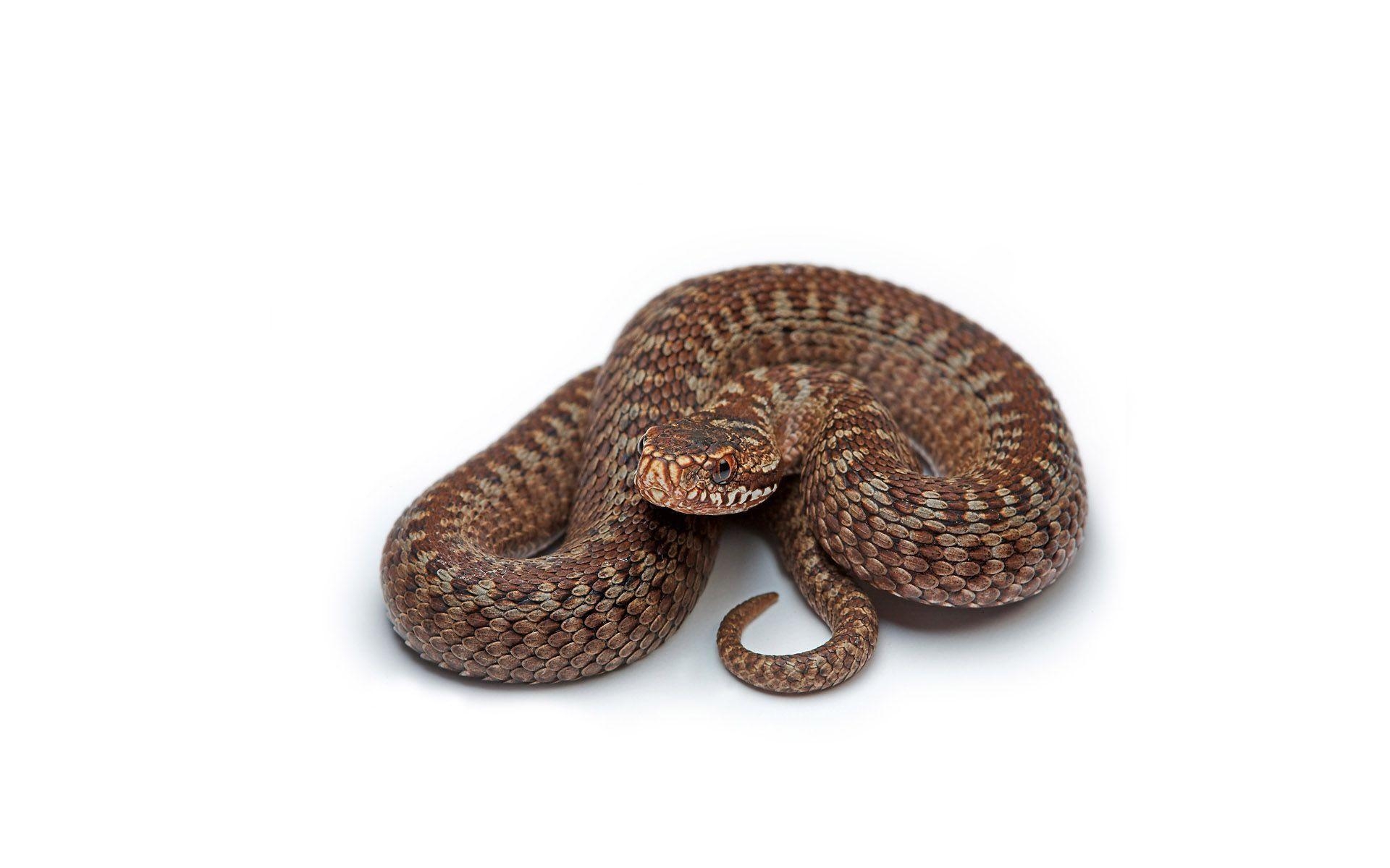 1920x1200 RattleSnake, Desktop