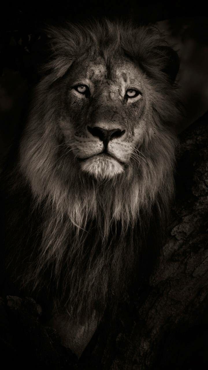 720x1280 Phone Background 04. Lion wallpaper iphone, Lion wallpaper, Lion HD wallpaper, Phone