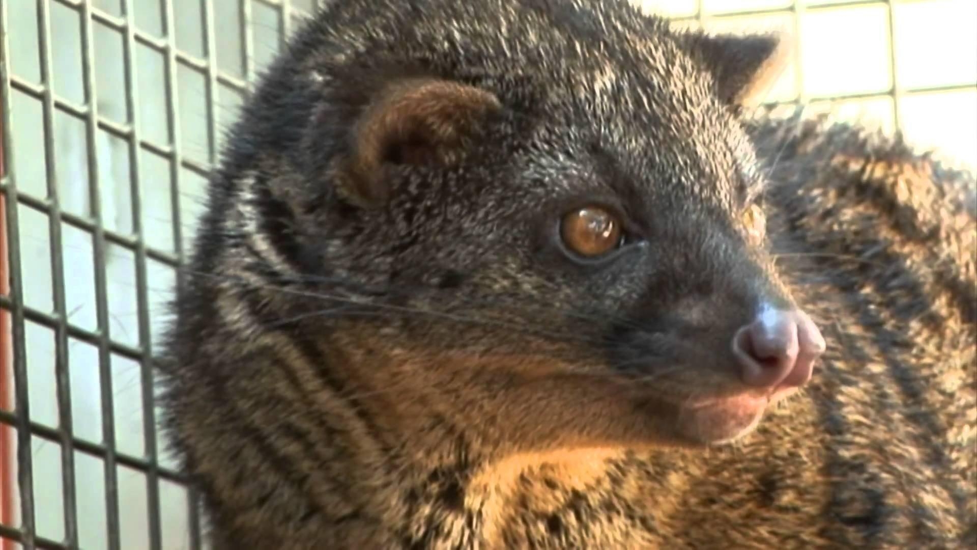 1920x1080 African civet and Evolution, Desktop