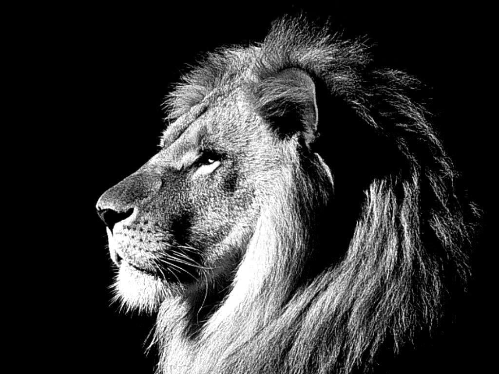 1030x770 Lion Wallpaper, Background, Image, Desktop