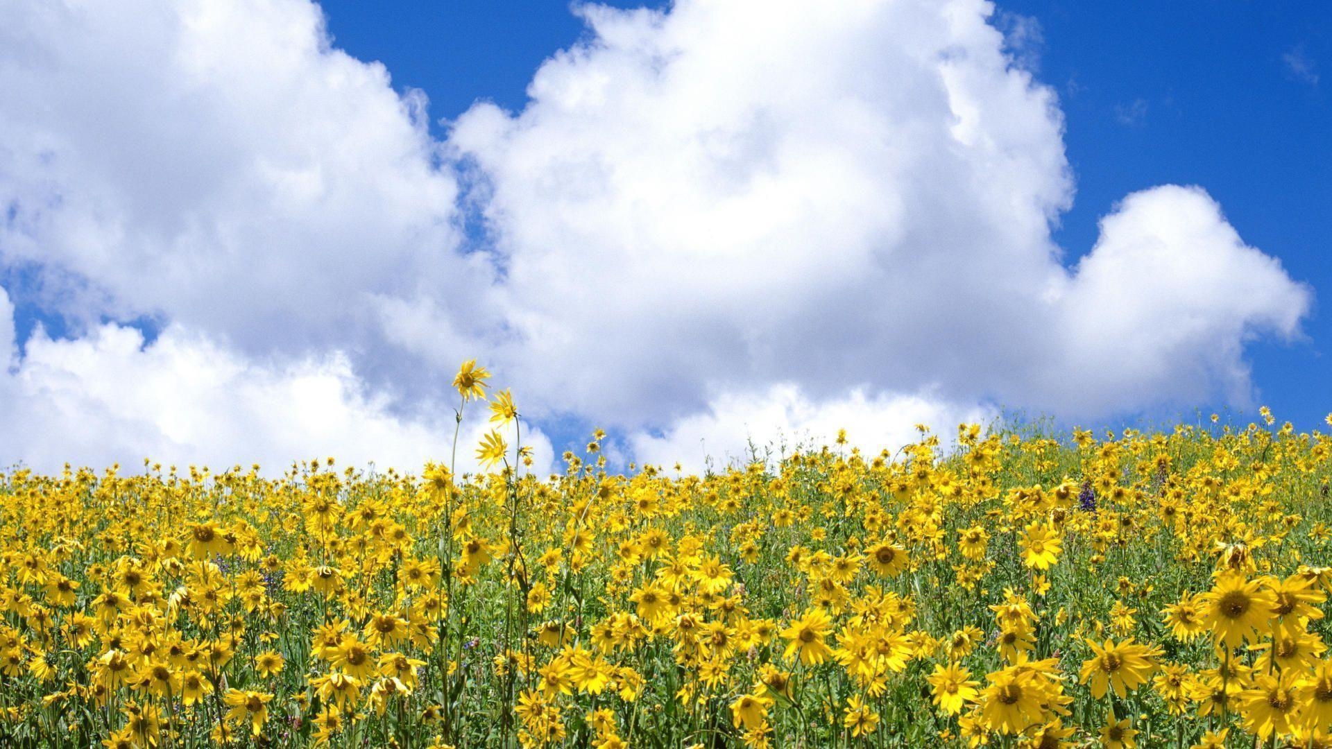 1920x1080 Colorado Wildflowers, Desktop