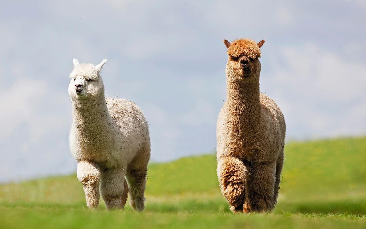 1280x800 Wallpaper Lama 2 Meadow Animals, Desktop