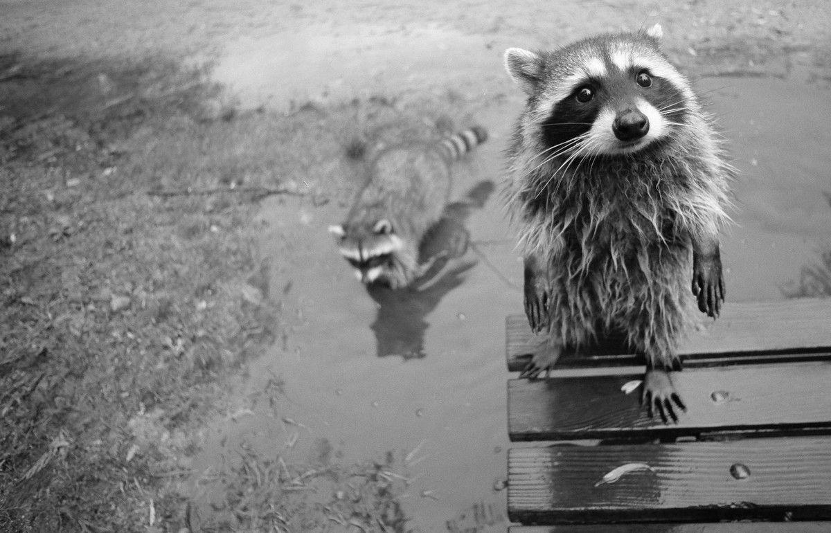 1200x770 Raccoon HD Wallpaper, Desktop