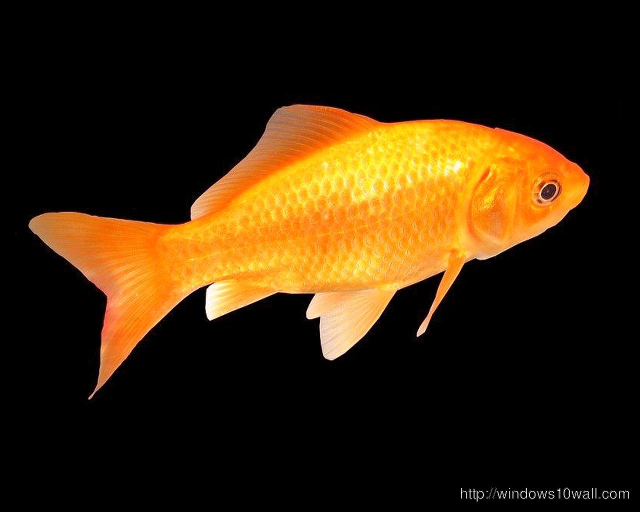 1280x1030 Beautiful Golden Goldfish HD Wallpaper 10 Wallpaper, Desktop