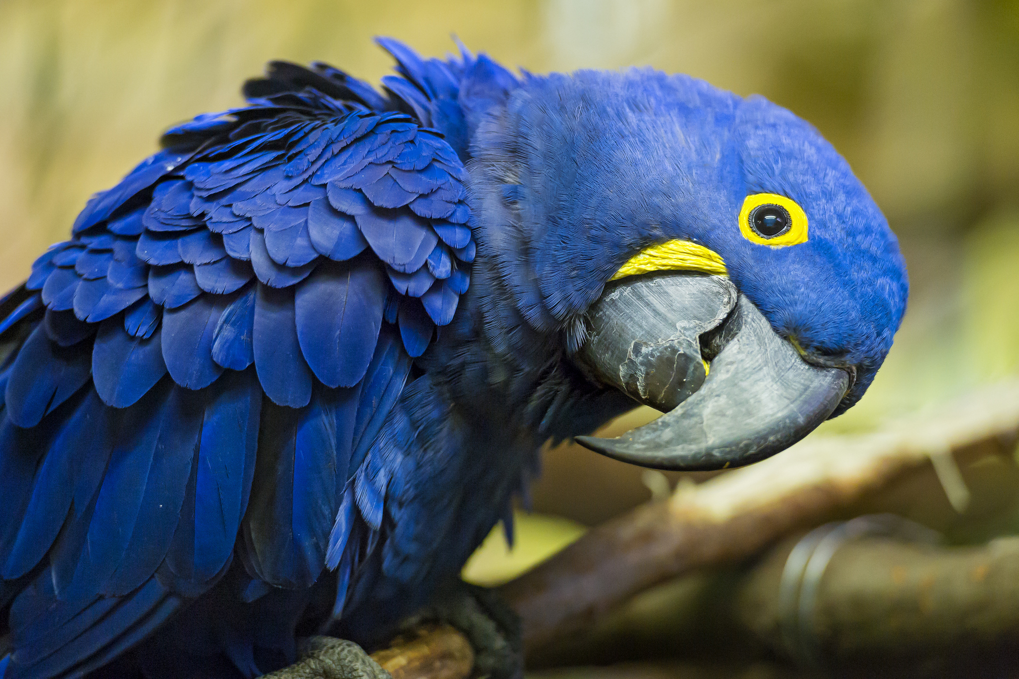 2050x1370 Hyacinth Macaw HD Wallpaper and Background Image, Desktop