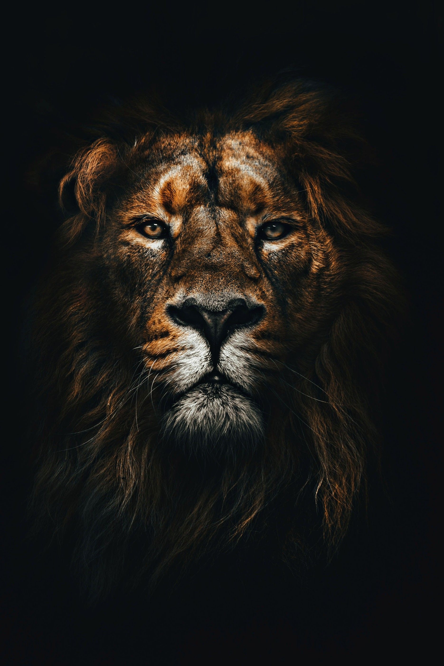 1870x2810 Dark Lion Wallpaper, Phone