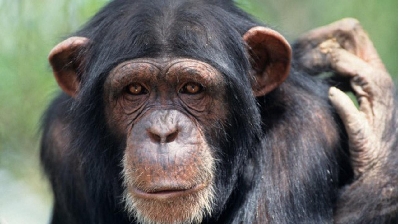 1280x720 Download】99 Chimpanzee 4K High Quality Picture & Wallpaper 2018, Desktop