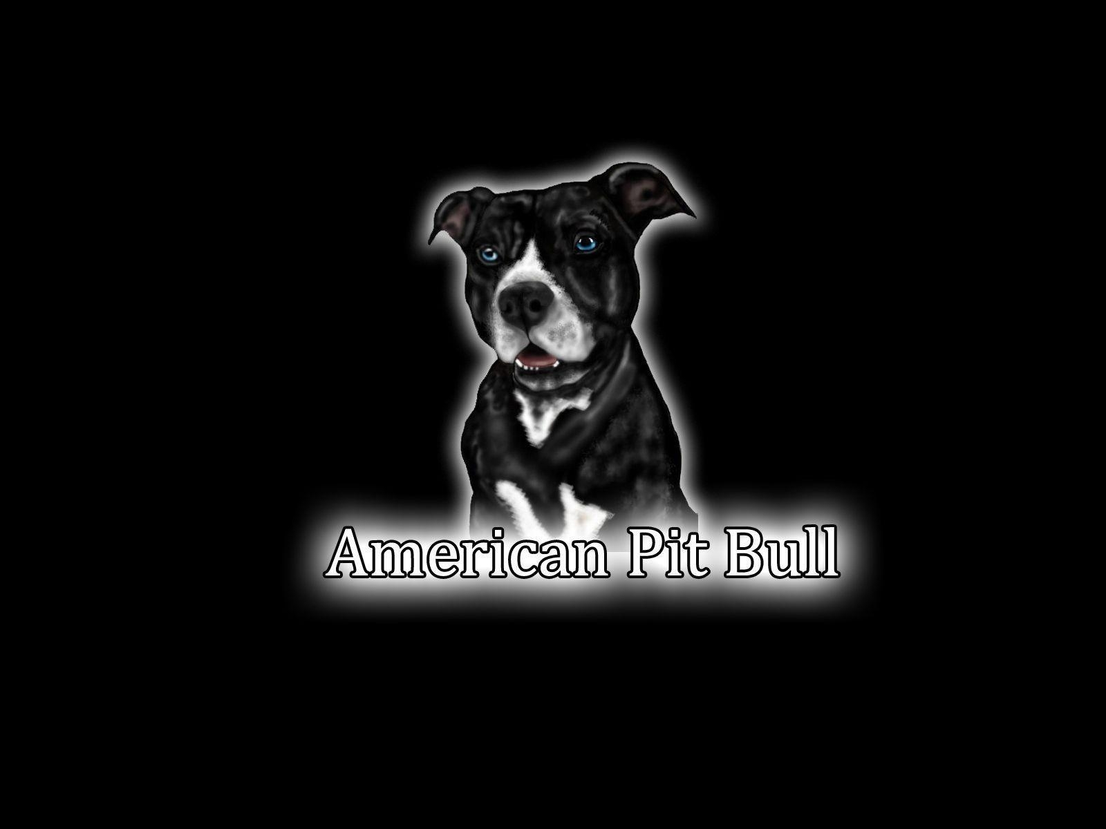 1600x1200 American Pit bull terrier wallpaper, Desktop