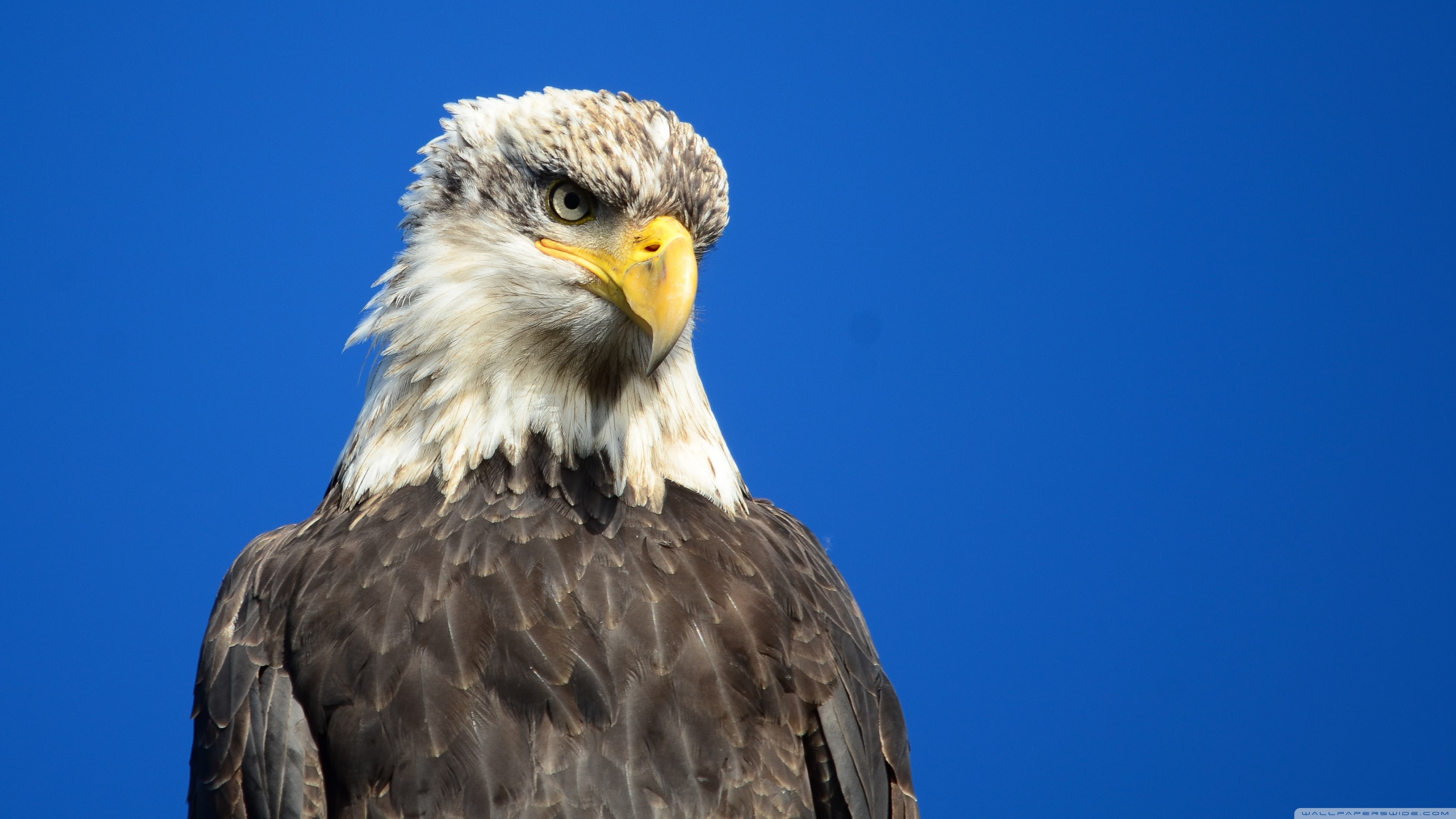 3560x2000 Eagle Eye ❤ 4K HD Desktop Wallpaper for 4K Ultra HD TV • Wide, Desktop