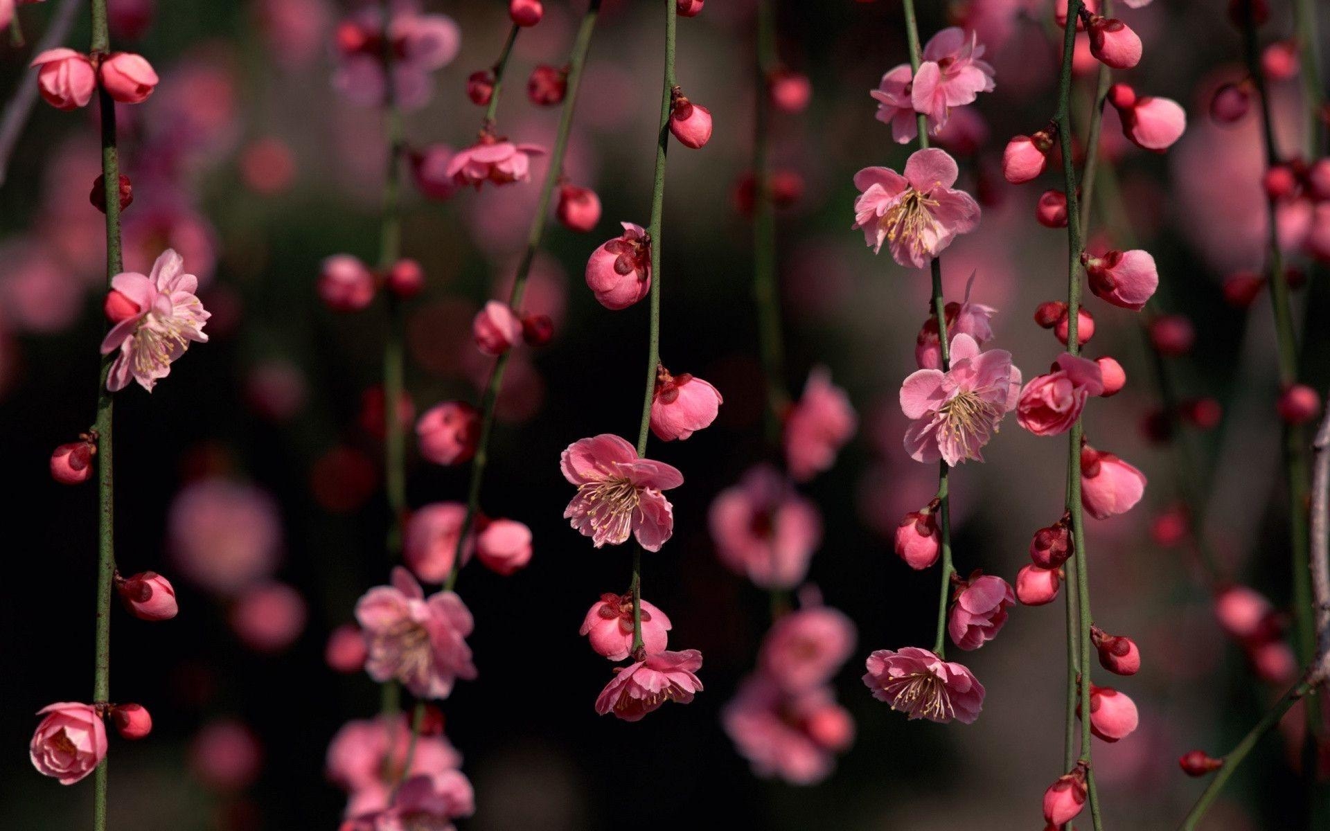 1920x1200 Pink Flowers. Photo and Desktop Wallpaper, Desktop