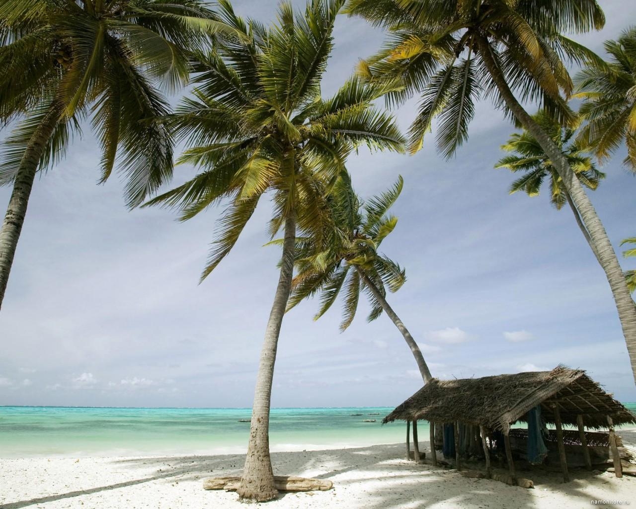 1280x1030 Tanzania, island Zanzibar, coast, island, landscapes, nature, palm, Desktop