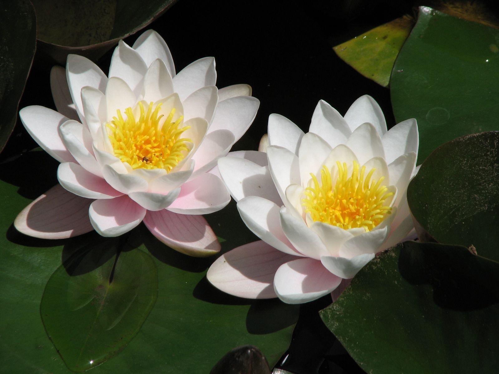 1600x1200 Lotus Flowers Wallpaper HD. Freetopwallpaper, Desktop