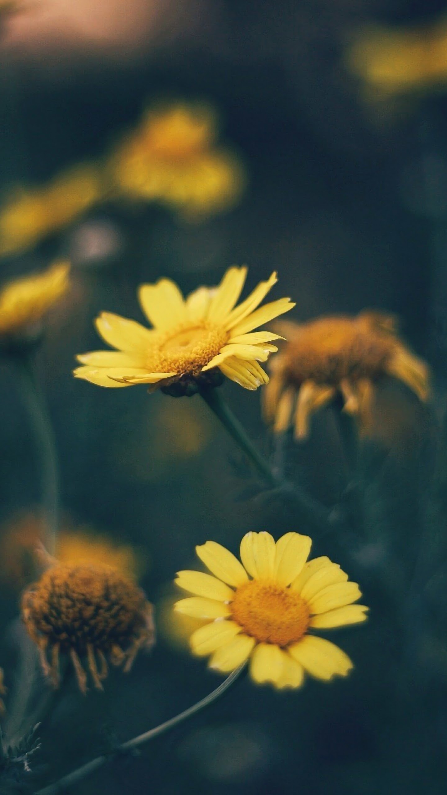 1440x2560 Yellow Daisy Flower Nature 4K Wallpaper, Phone