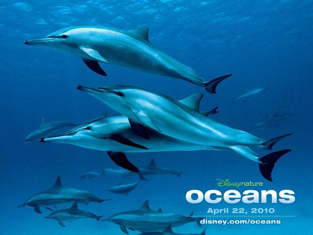 1030x770 Dolphins Oceans Wallpaper, Desktop