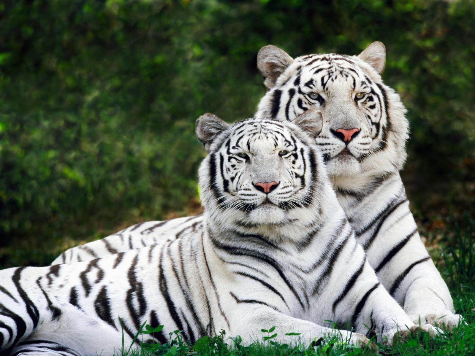 1600x1200 White Tiger Cubs Wallpaper, Desktop