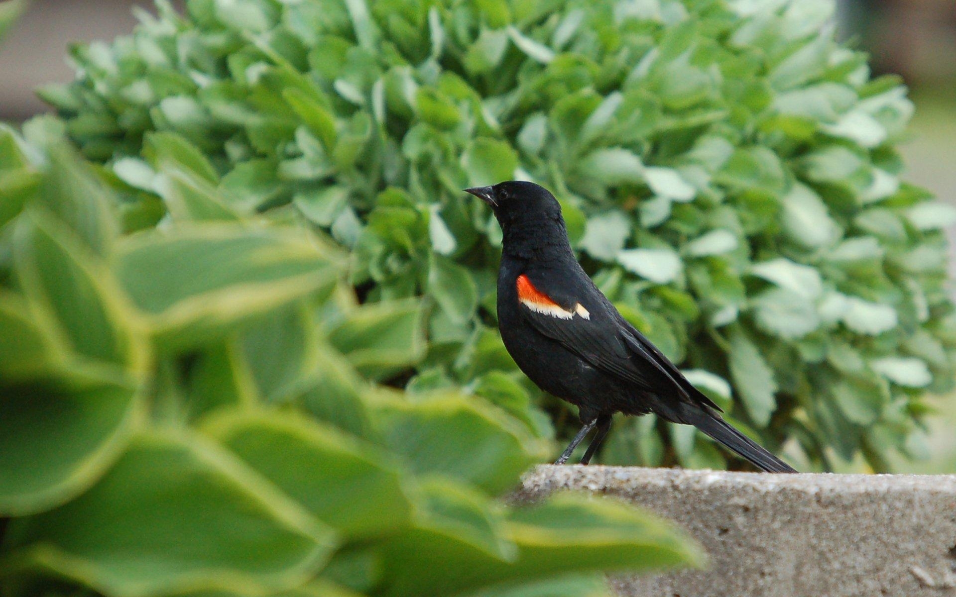 1920x1200 Moril Red Winged Blackbird On Thr Ground HD Wallpaper, Desktop