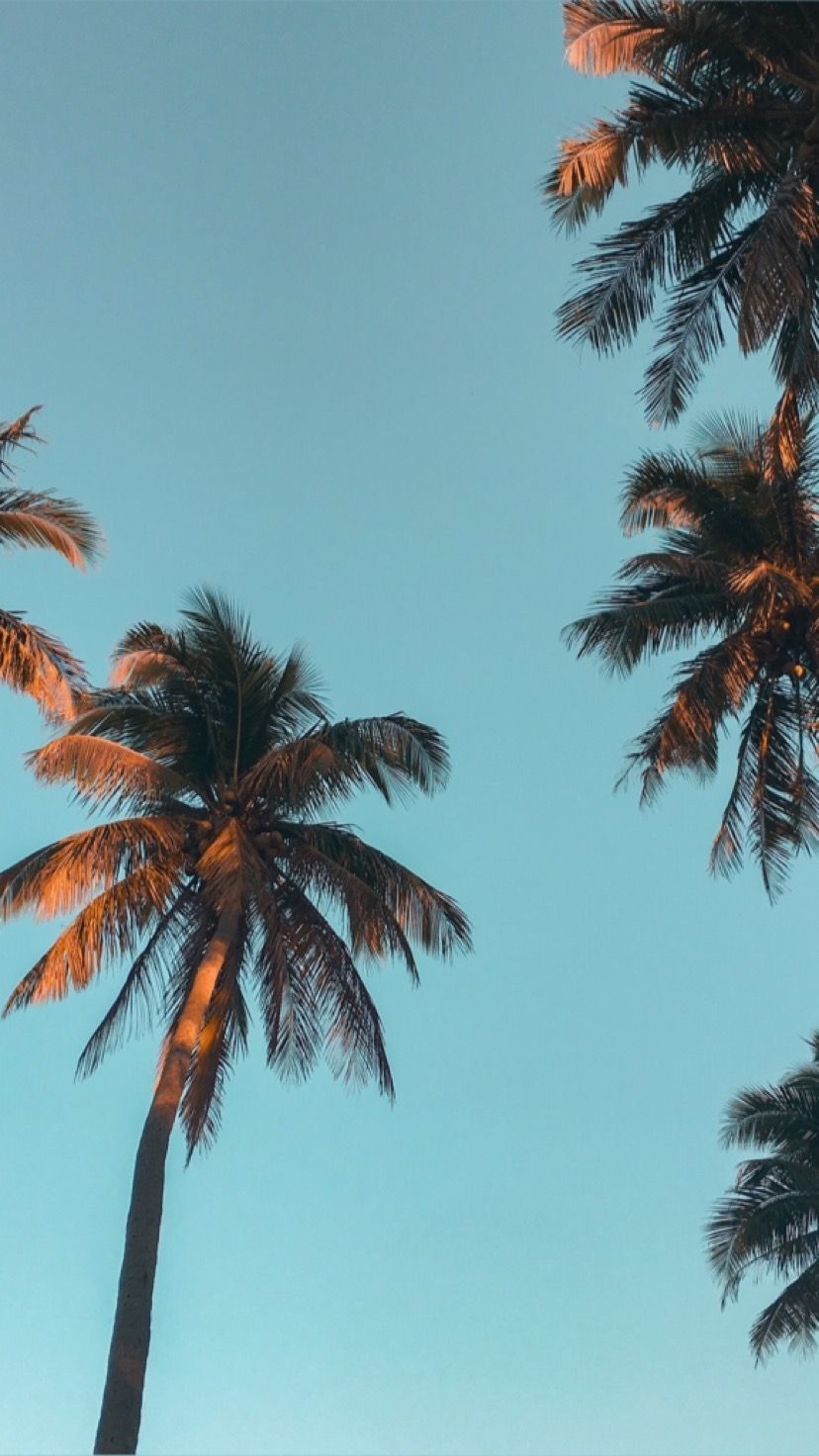 830x1480 Palm trees wallpaper. Blue sky wallpaper, Phone