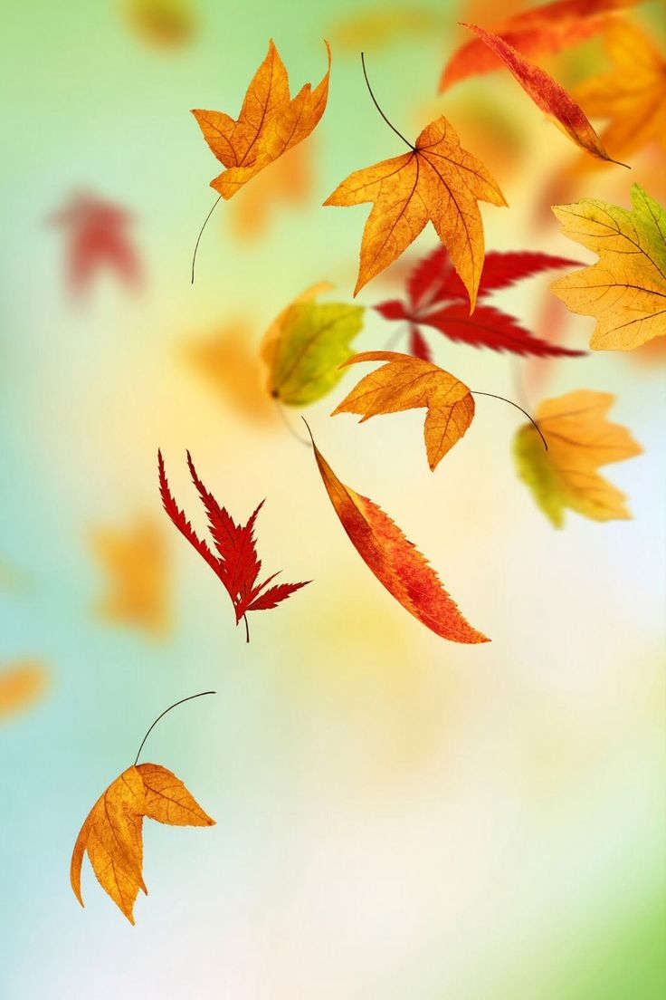 740x1110 Fall Leaves Wallpaper iPhone, Phone