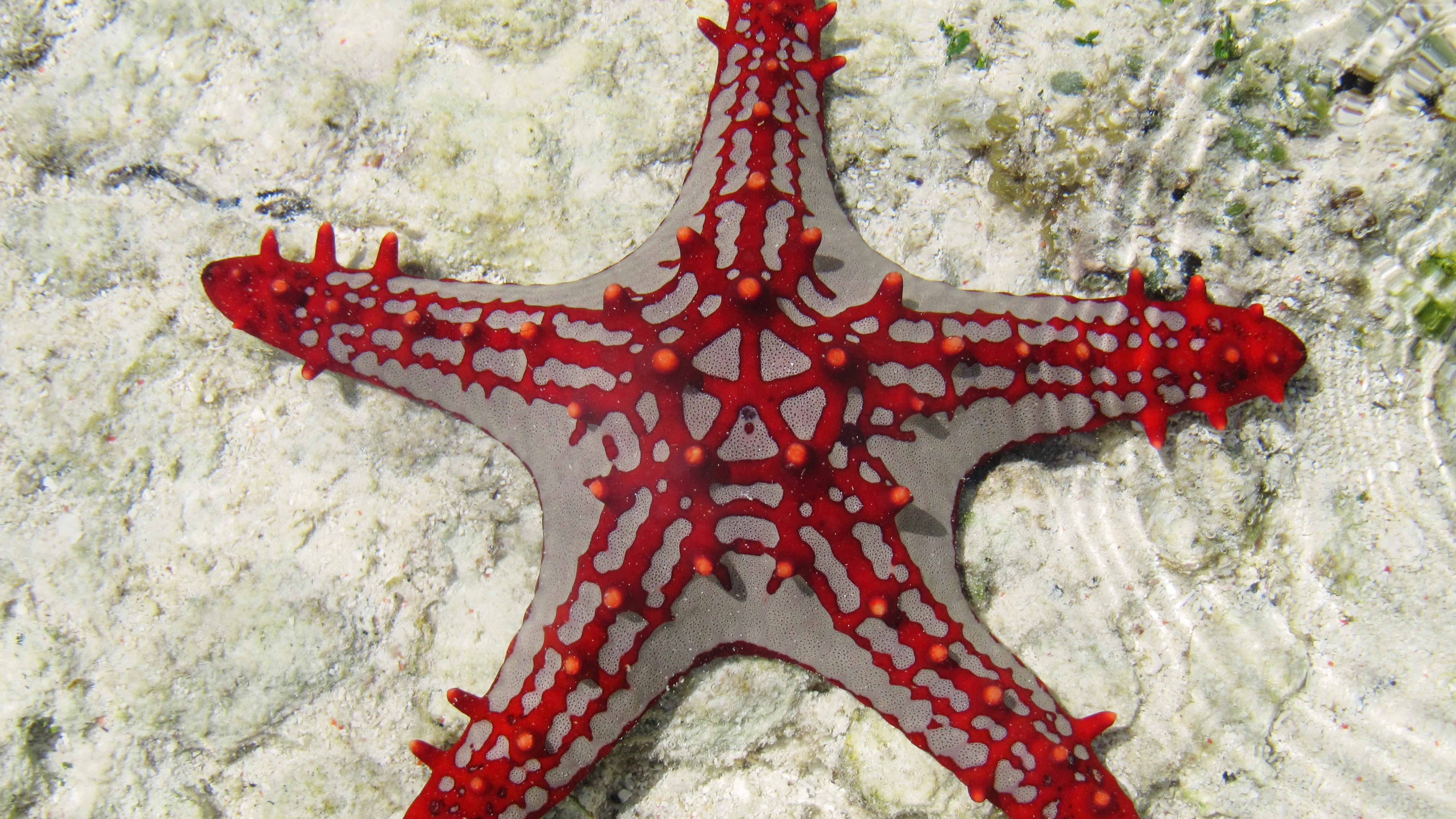 5120x2880 Sea Star Zanzibar Africa Diving Tourism Underwater Fish 5k Wallpaper, Desktop