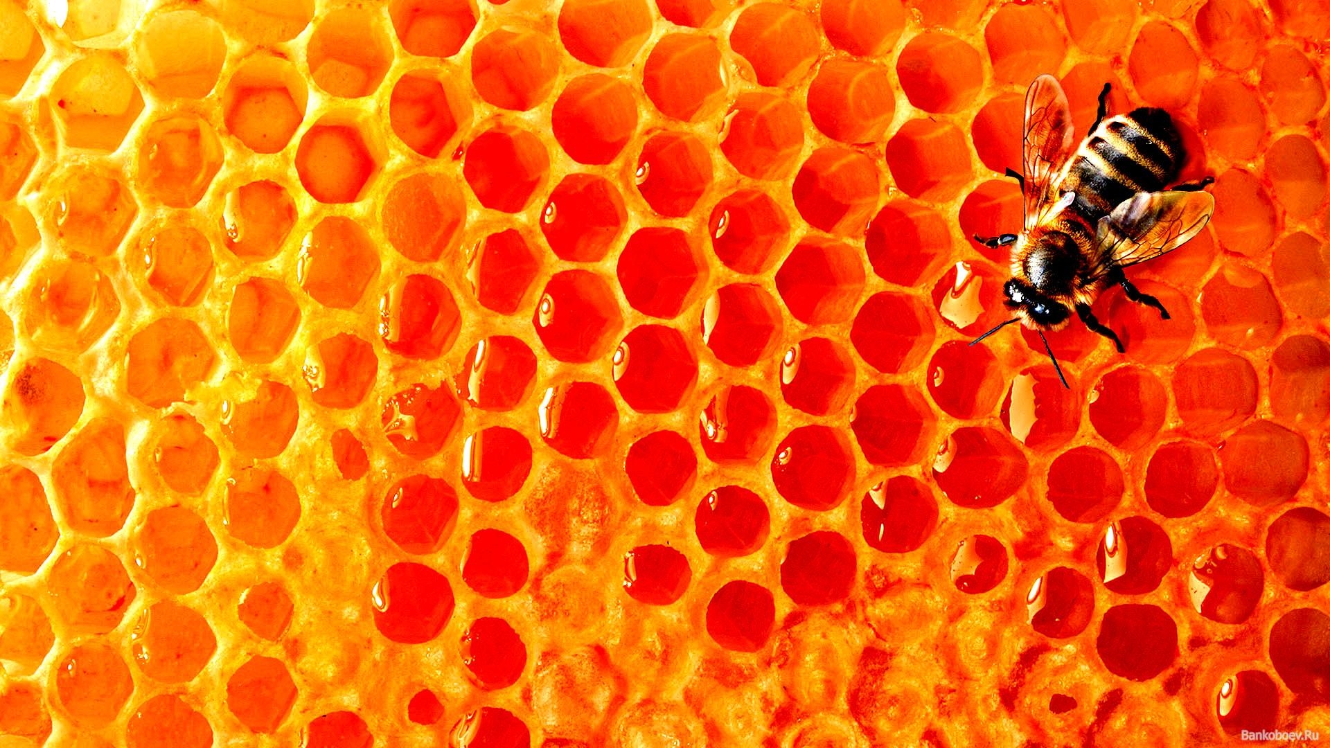 1920x1080 Bee Wallpaper 12 X 1080, Desktop