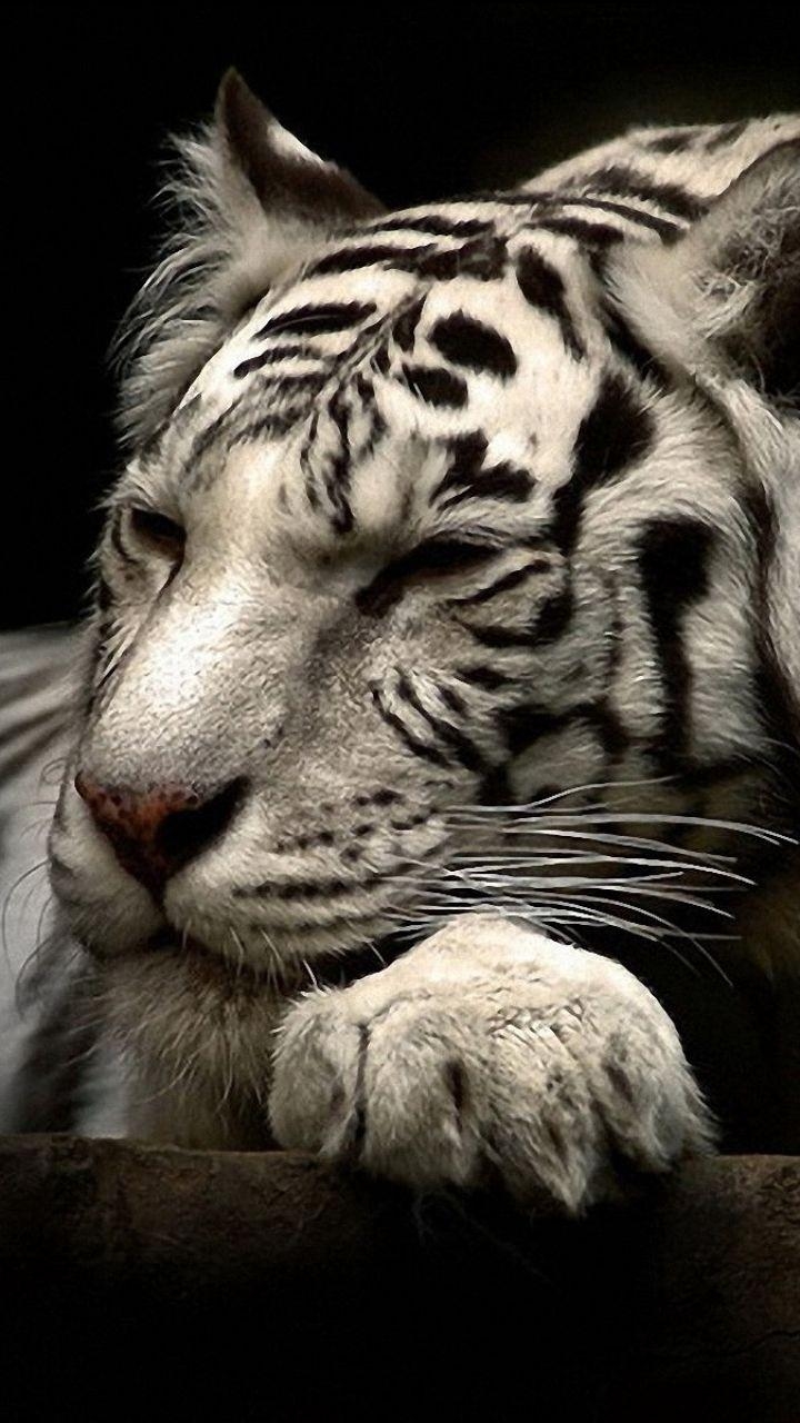 720x1280 Animal White Tiger () Wallpaper, Phone