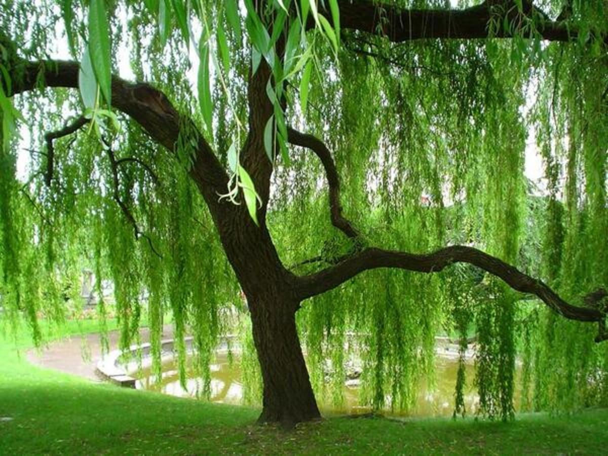 1200x900 Everything You Need to Know About Weeping Willow Trees, Desktop