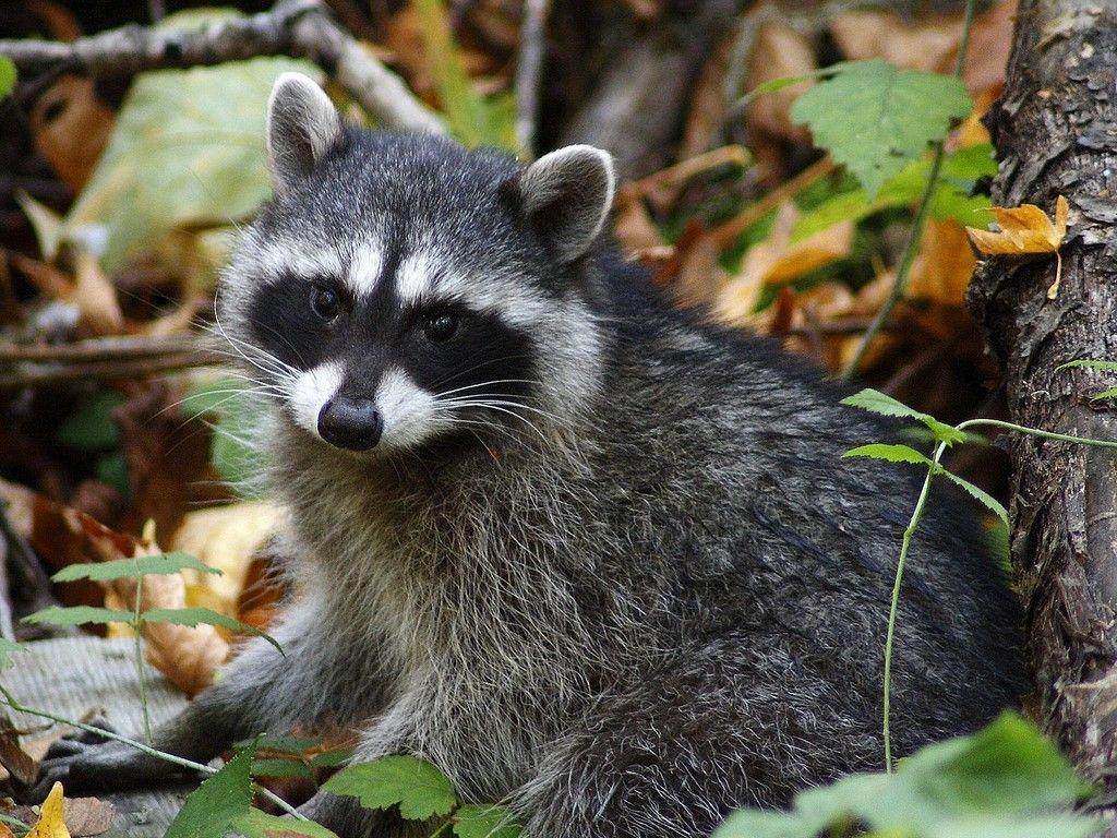 1030x770 Raccoon Wallpaper 27628 Wallpaper HD. Hdpictureimages, Desktop