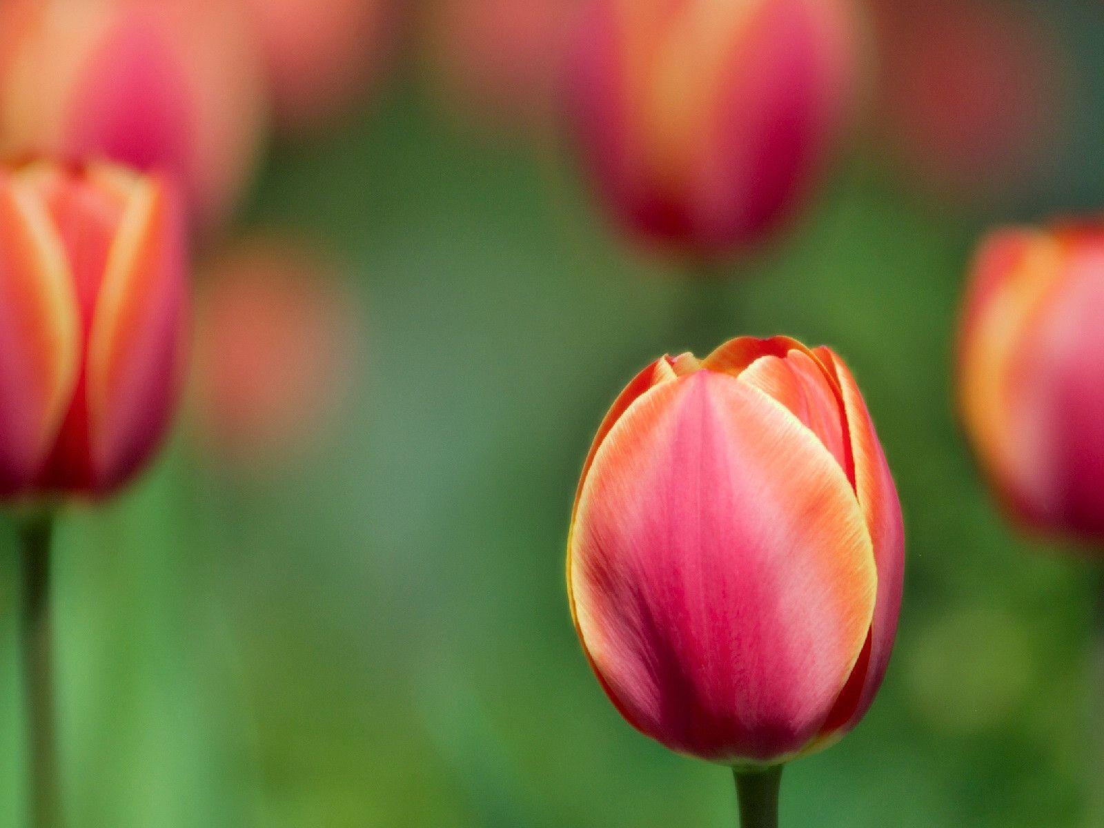 1600x1200 tulip wallpaper background, Desktop