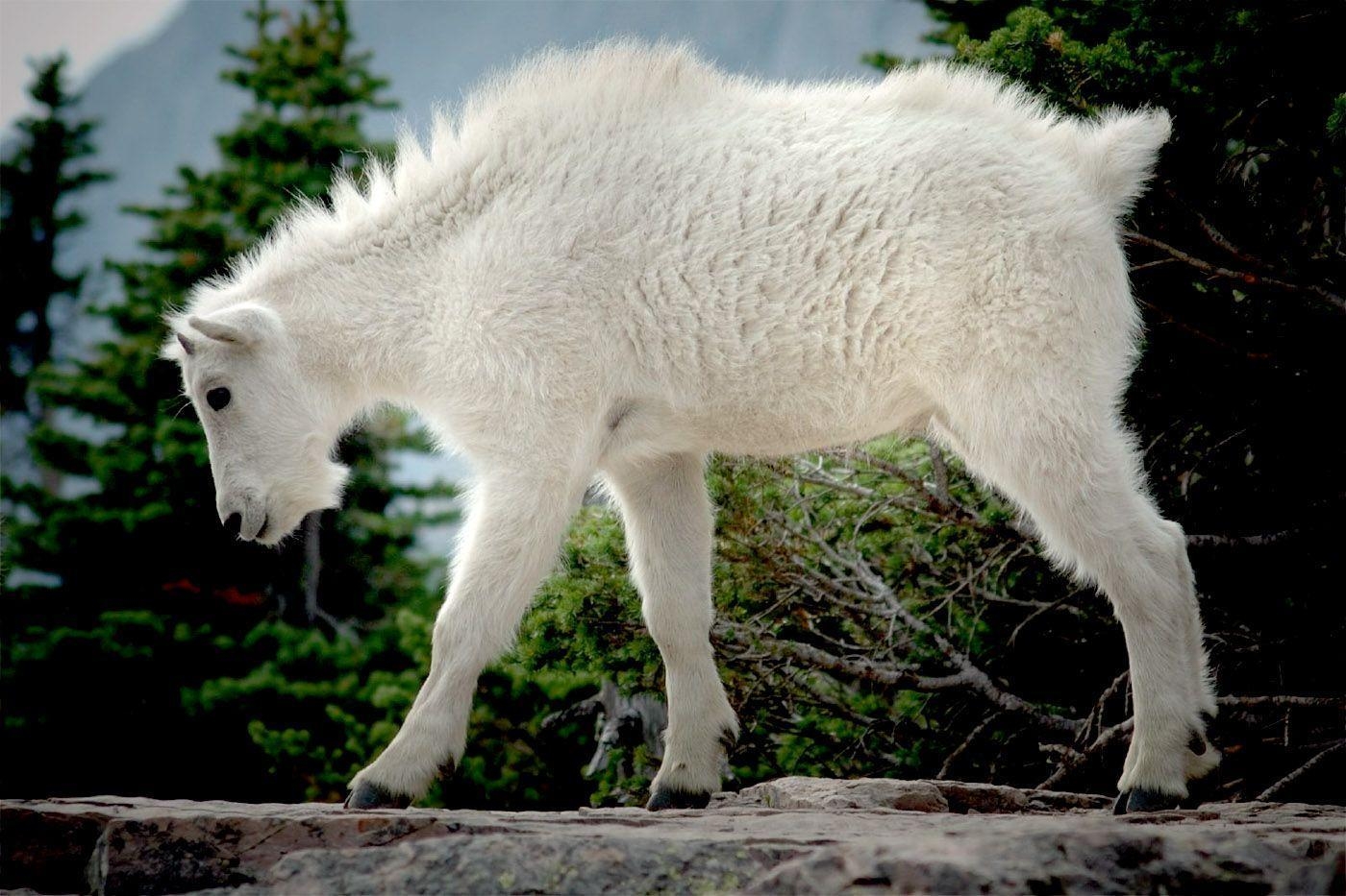 1400x940 Mountain Goat Jumping, Desktop