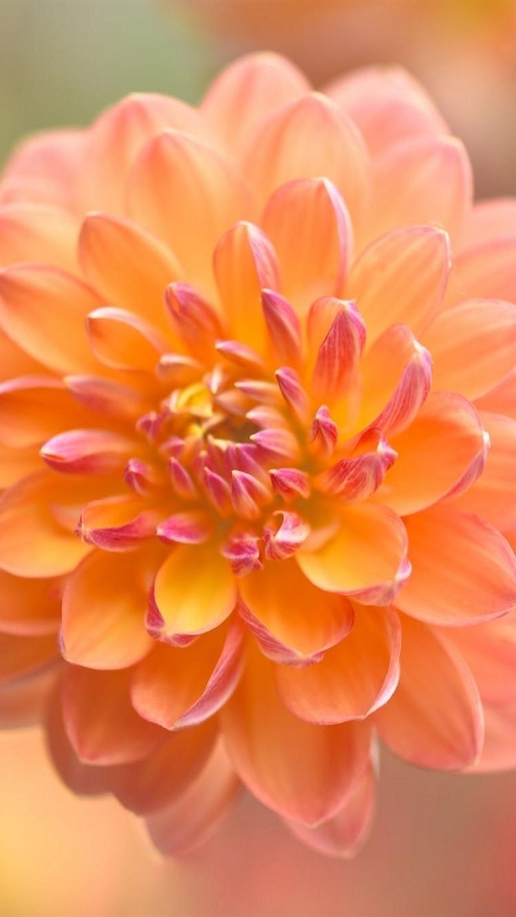 750x1340 Orange Dahlia, Flower Close Up, Blurry Background  IPhone 8, Phone