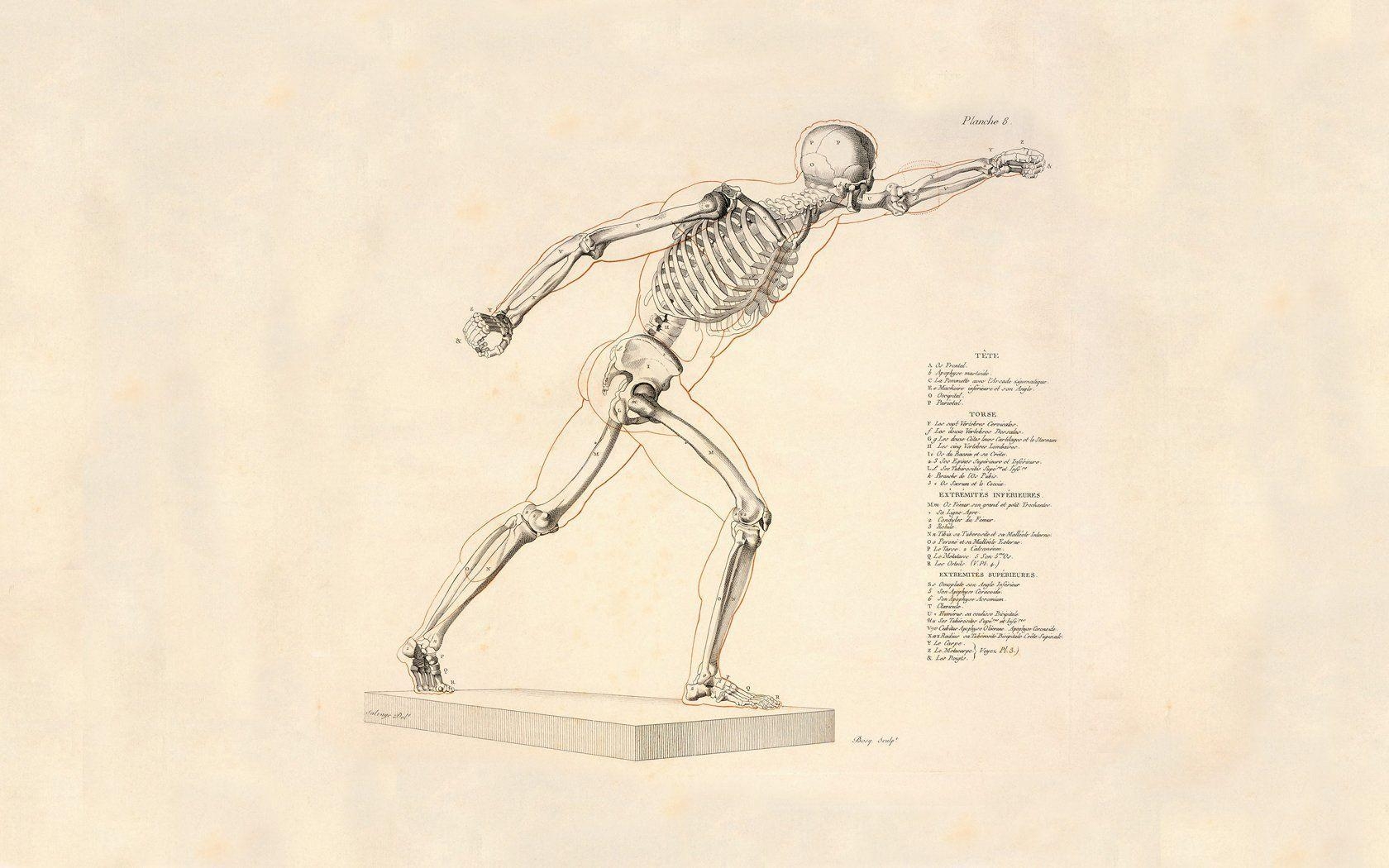 1680x1050 Anatomy Wallpaper Project Awesome Photo Gallery Website With Anatomy, Desktop