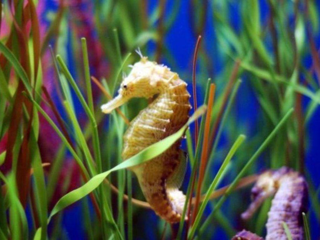 1030x770 Seahorse Wallpaper, Wallpaper Seahorse Free Play X, Desktop